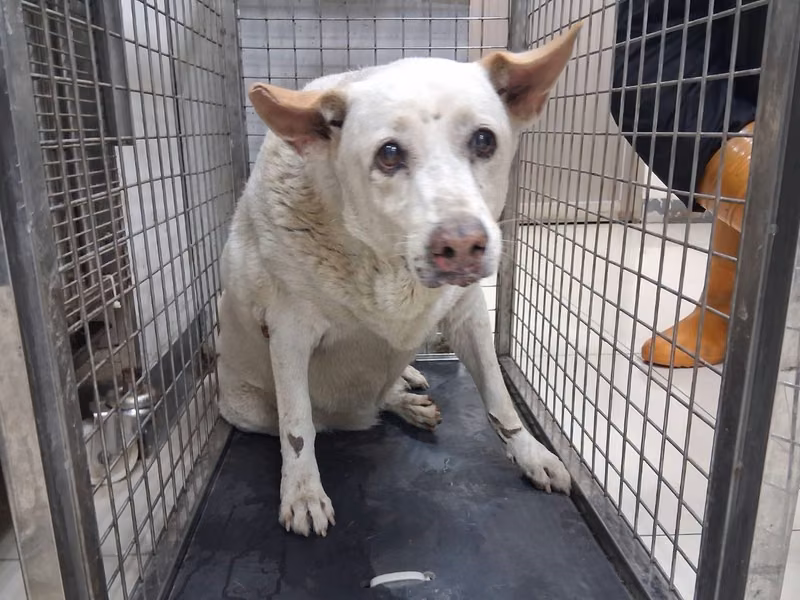 White adult female mixed-breed dog, Large, shelter no. …05R1