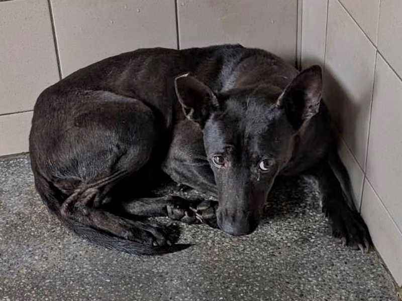 Black adult female mixed-breed dog, Large, shelter no. …1802
