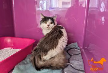 White-and-gray adult male domestic long-haired cat, shelter no. …4119