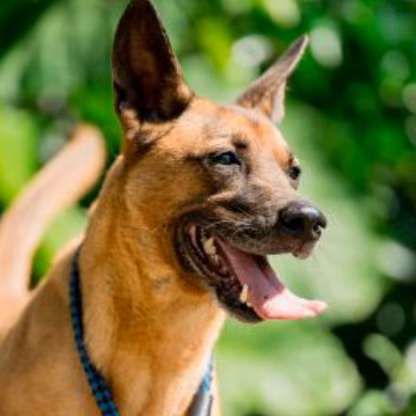 Black-and-tan adult male mixed-breed dog, Medium, shelter no. …2004