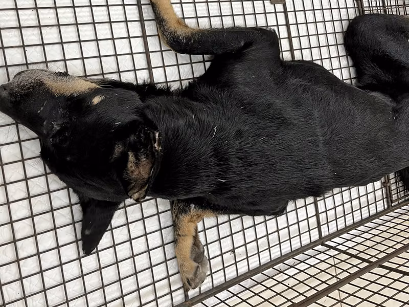 Black-and-brown adult male mixed-breed dog, Medium, shelter no. …4D01