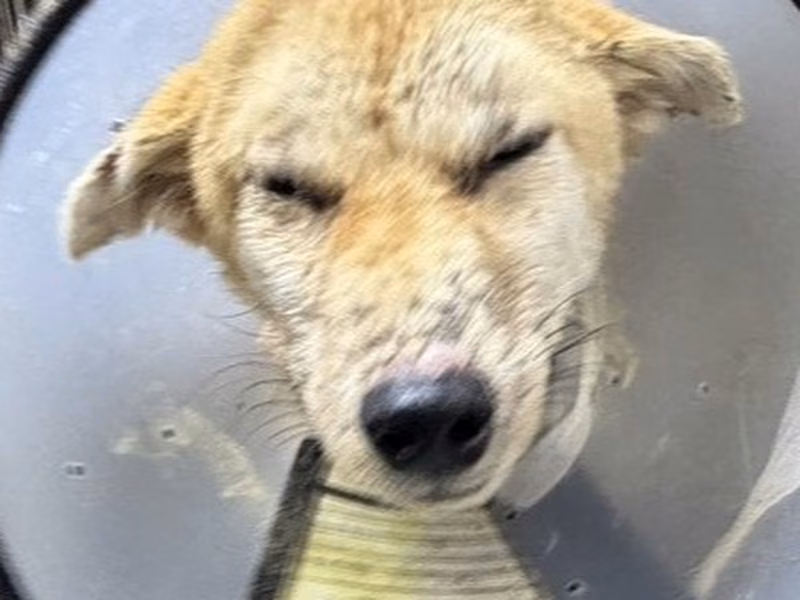 Tan adult female mixed-breed dog, Medium, shelter no. …13F3