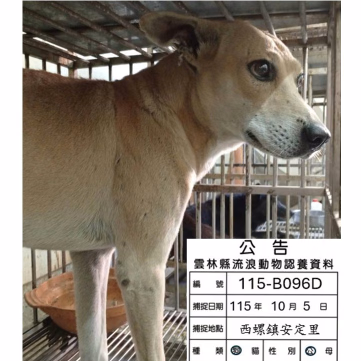 Tan adult male mixed-breed dog, Large, shelter no. …096D