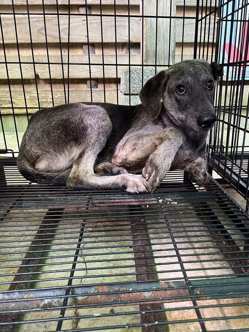 Gray-and-black adult male mixed-breed dog, Medium, shelter no. …3008