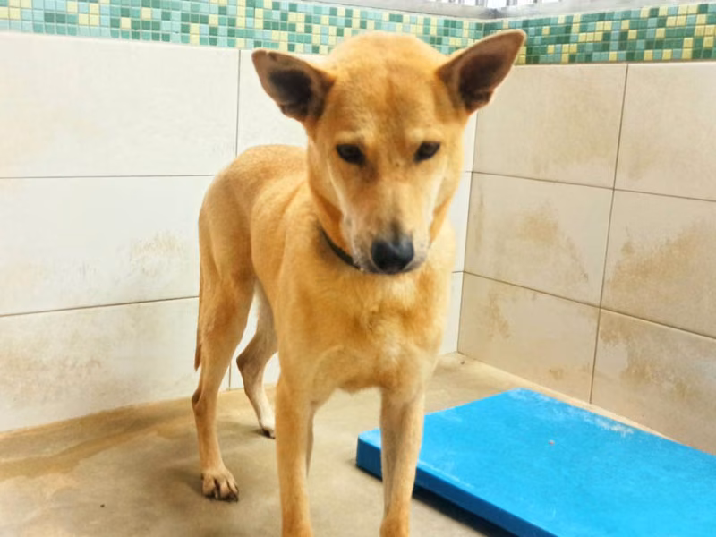 Tan adult male mixed-breed dog, Medium, shelter no. …3D01