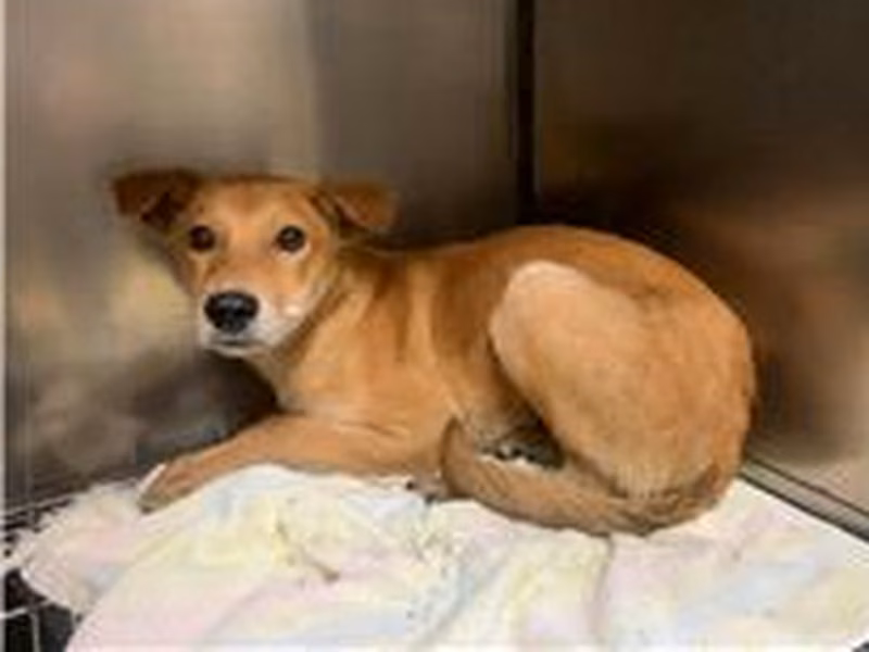 Tan young male mixed-breed dog, Small, shelter no. …0604