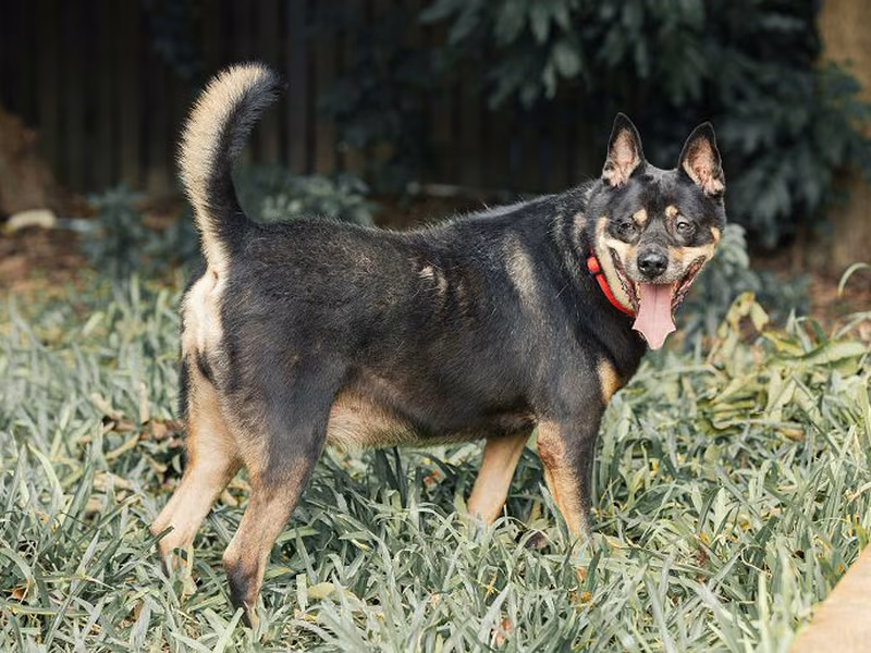 Black-and-tan adult male mixed-breed dog, Medium, shelter no. …2507