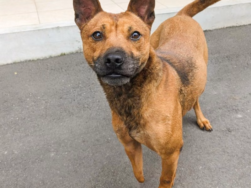 Brown adult male mixed-breed dog, Medium, shelter no. …5004