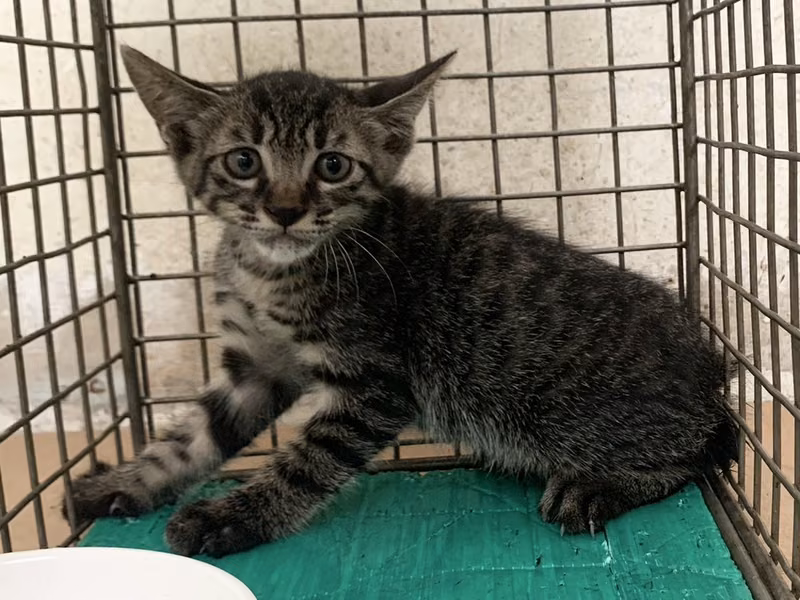 Tabby young male mixed-breed cat, Small, shelter no. …1903