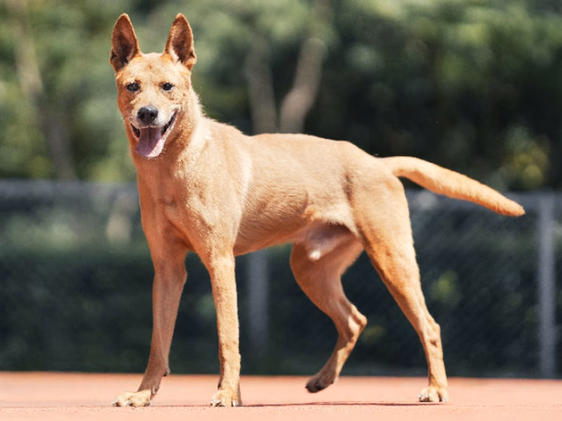 Tan adult male mixed-breed dog, Medium, shelter no. …0206