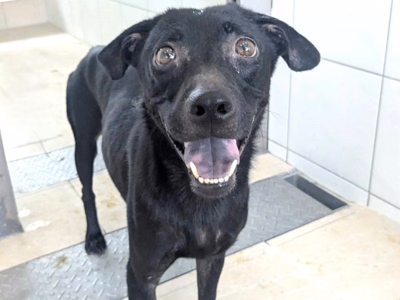 Black adult female mixed-breed dog, Medium, shelter no. …2019