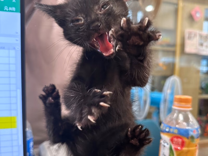 Black young male mixed-breed cat, Small, shelter no. …1001