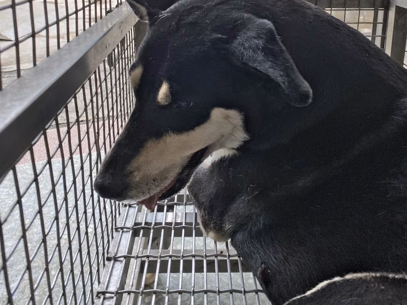 Black-and-tan adult female Formosan Mountain Dog, Large, shelter no. …0-06