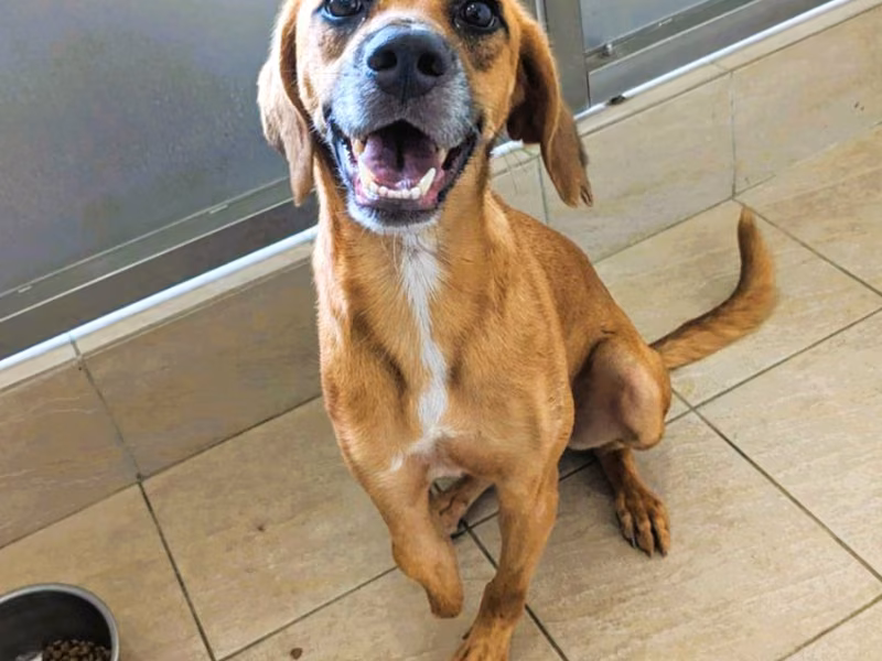 Tan adult male mixed-breed dog, Medium, shelter no. …4003