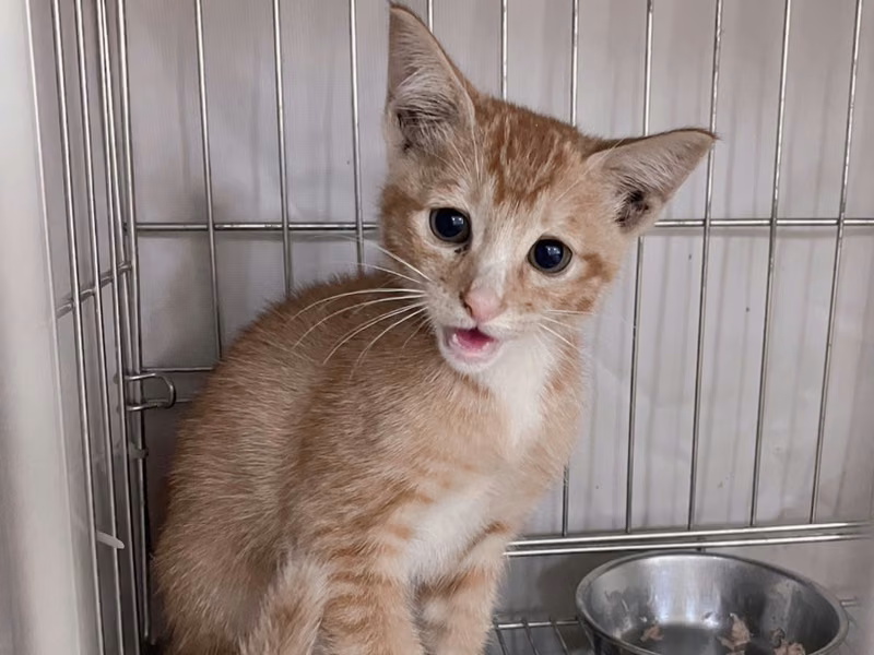 Calico young female mixed-breed cat, Large, shelter no. …5002