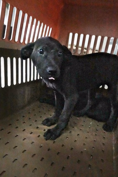 Black young female mixed-breed dog, Medium, shelter no. …0384