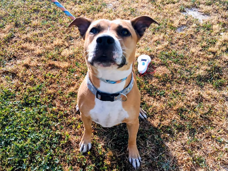 Lasagna, Adult · Female · Mixed breed