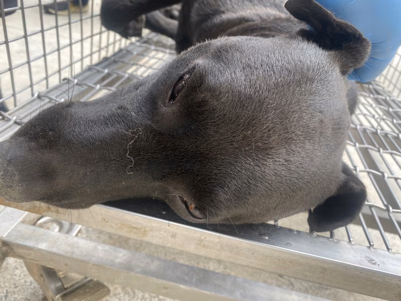 Black adult male mixed-breed dog, Medium, shelter no. …6-11