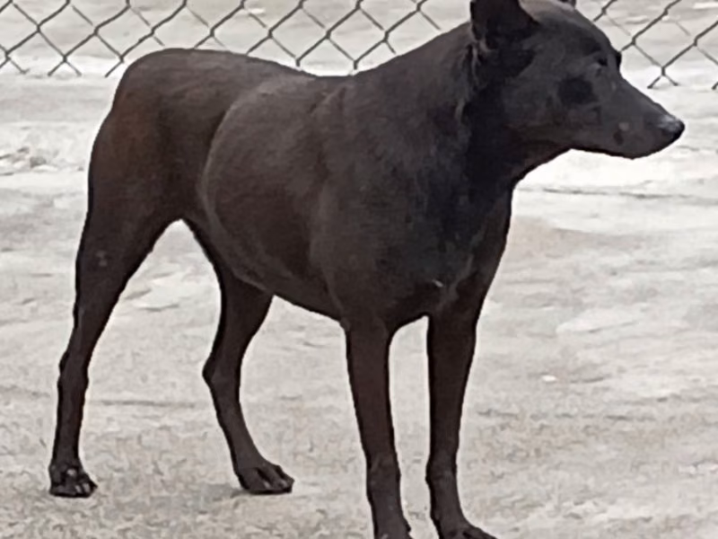 Black adult male mixed-breed dog, Large, shelter no. …022D