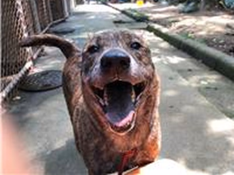 Tabby adult male mixed-breed dog, Large, shelter no. …2108