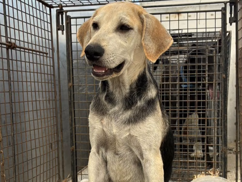 Calico adult male mixed-breed dog, Medium, shelter no. …9002
