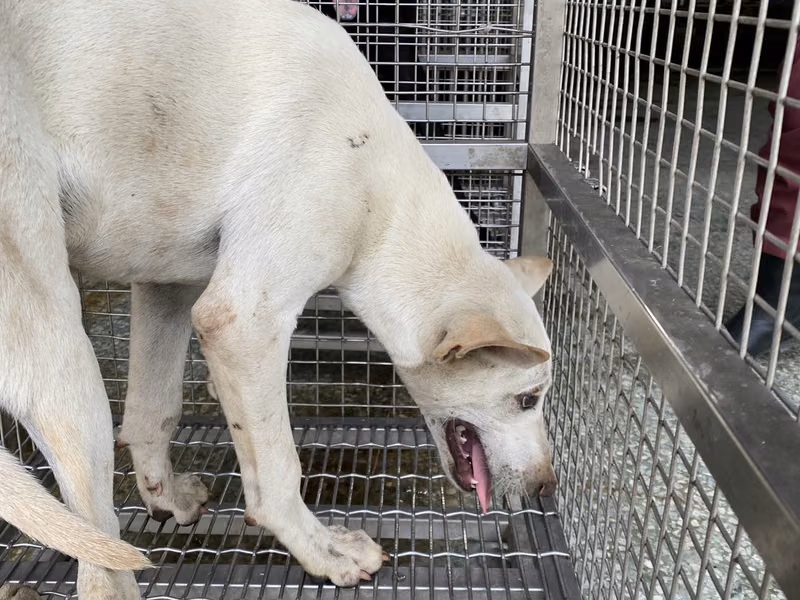 White adult male mixed-breed dog, Medium, shelter no. …5-09