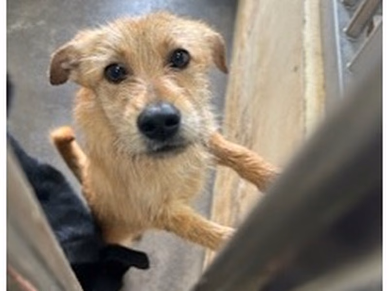 Tan adult female mixed-breed dog, Large, shelter no. …1001