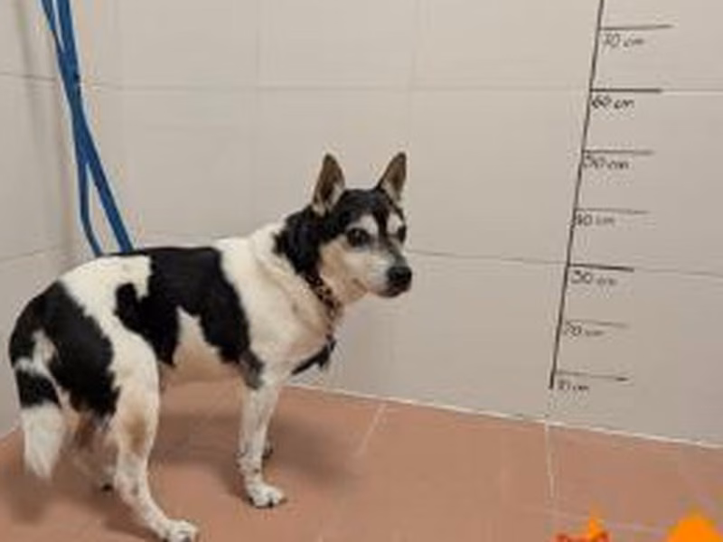 Senior male Jack Russell Terrier, shelter no. …4451