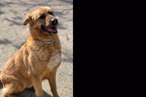 Peluche, Adult · Male · Large · Mixed breed