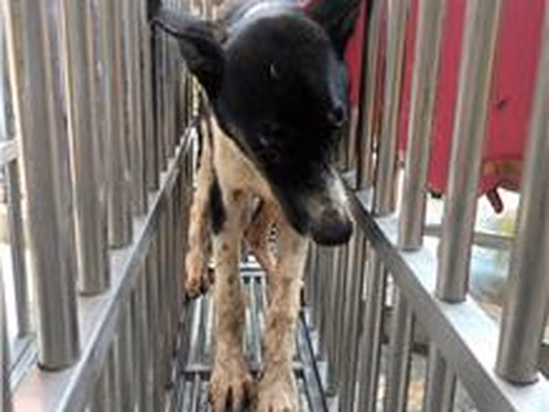 Black-and-white adult male mixed-breed dog, Large, shelter no. …5032
