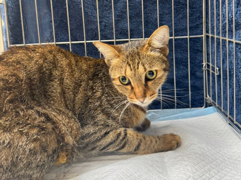 Tabby adult female mixed-breed cat, Medium, shelter no. …7001