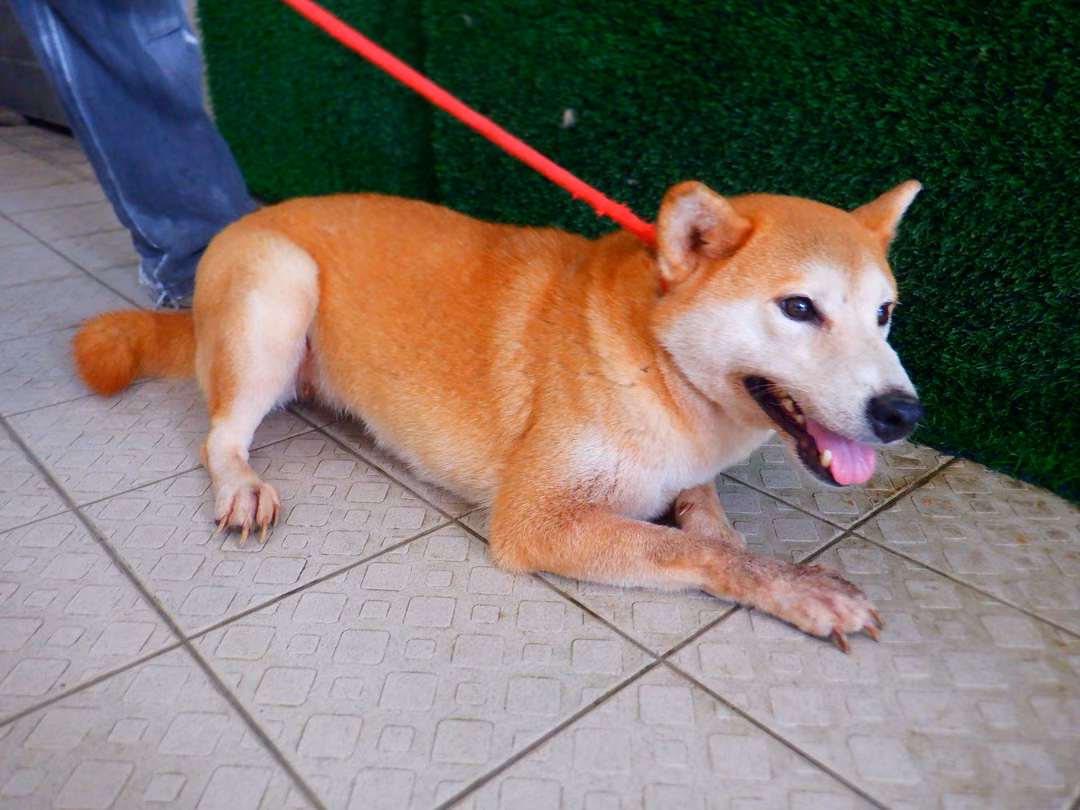 Tan adult female Shiba Inu, Medium, shelter no. …8093