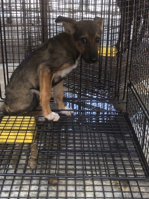 Black-and-tan young male mixed-breed dog, Medium, shelter no. …2031