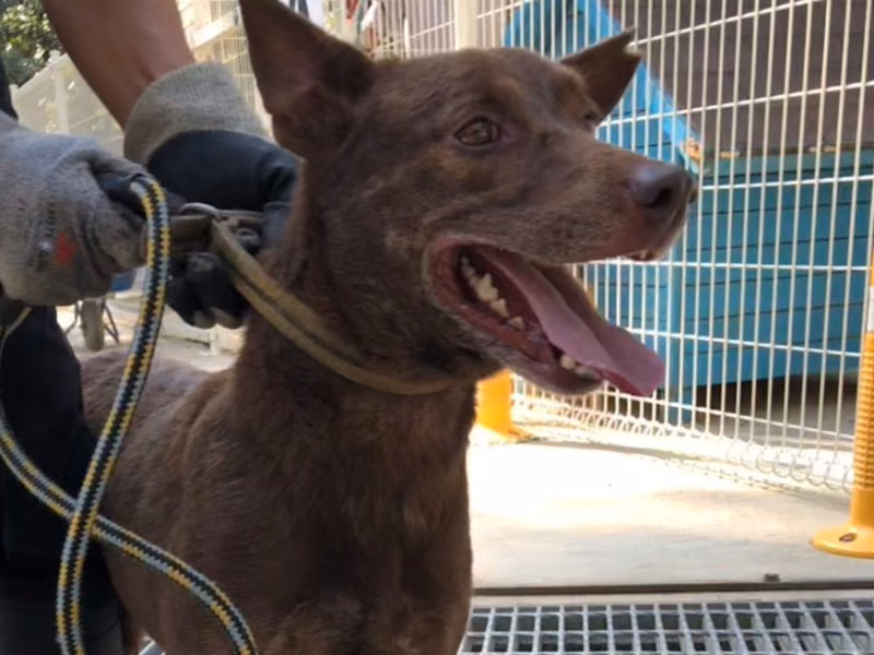 Brown adult male mixed-breed dog, Medium, shelter no. …9-13