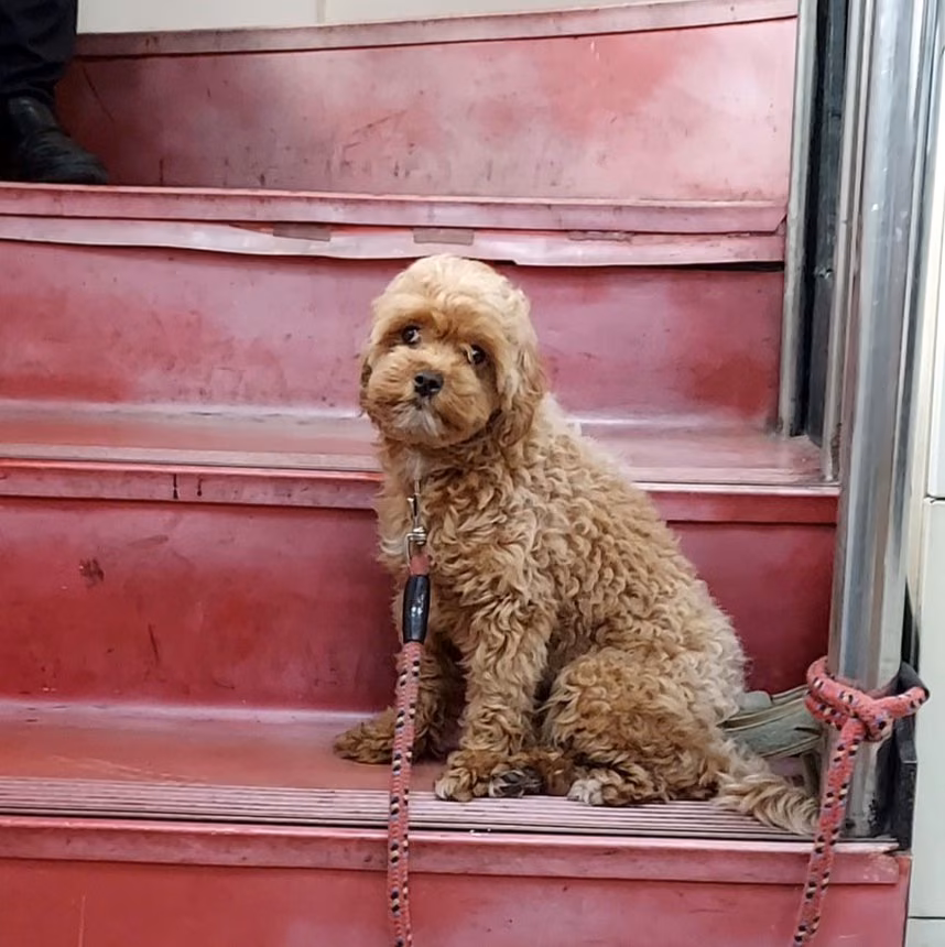 Brown adult female poodle, Small, shelter no. …2001