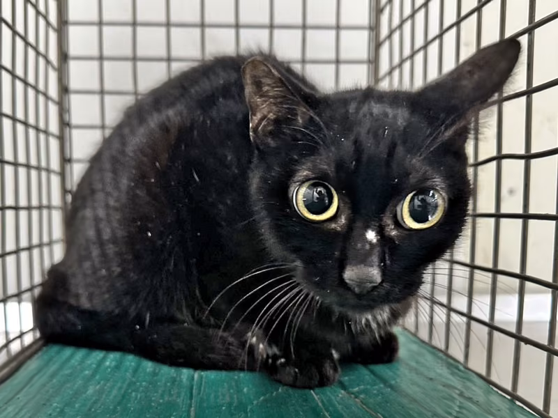 Black adult female mixed-breed cat, Small, shelter no. …2705