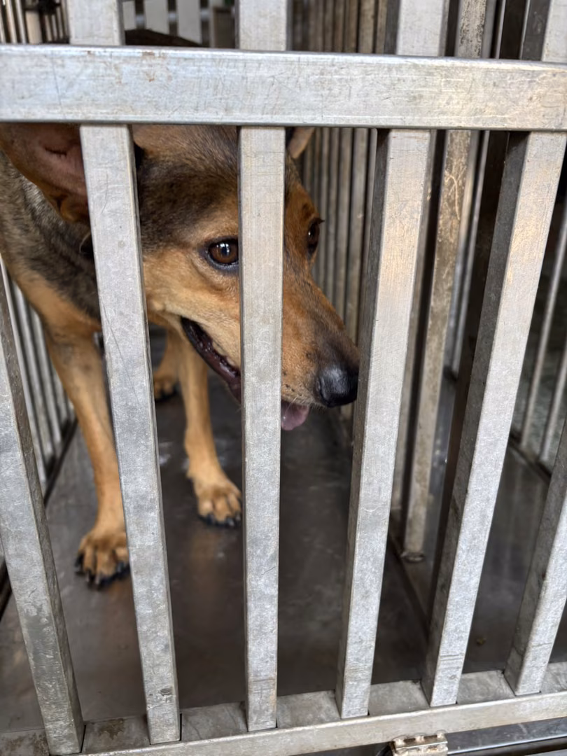 Black-and-tan adult male mixed-breed dog, Medium, shelter no. …7-03
