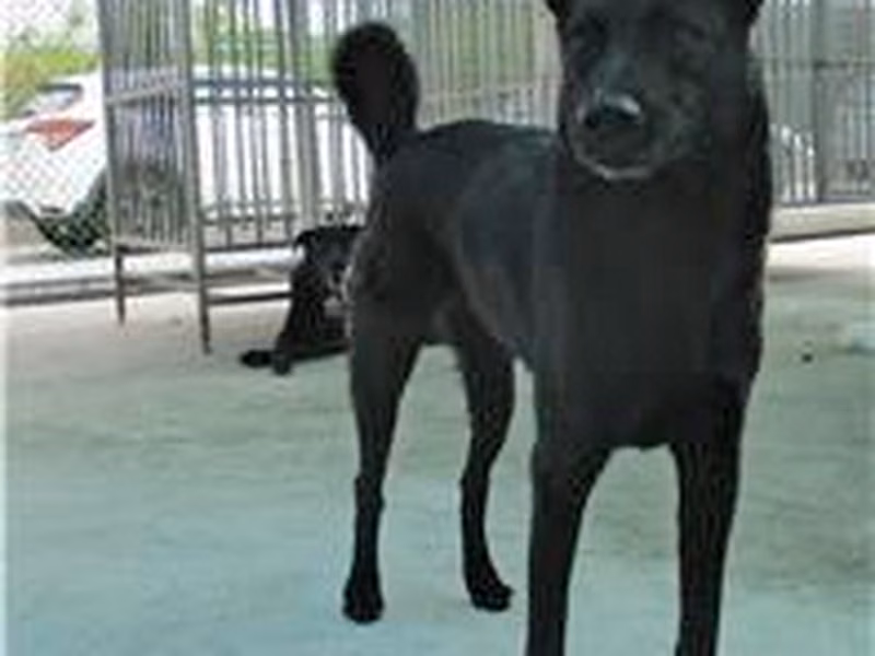 Black adult female mixed-breed dog, Medium, shelter no. …8089