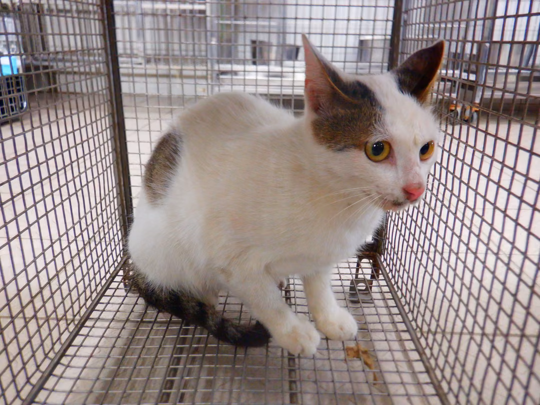 Tabby-and-white adult female mixed-breed cat, Small, shelter no. …13C7