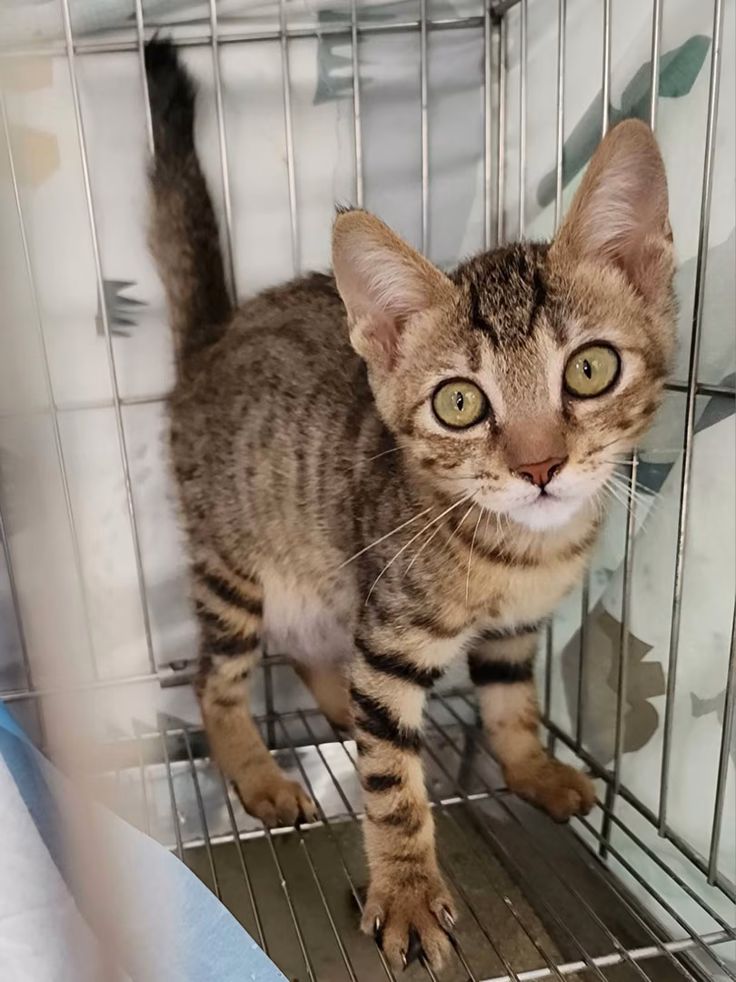 Tabby young male mixed-breed cat, Small, shelter no. …0002