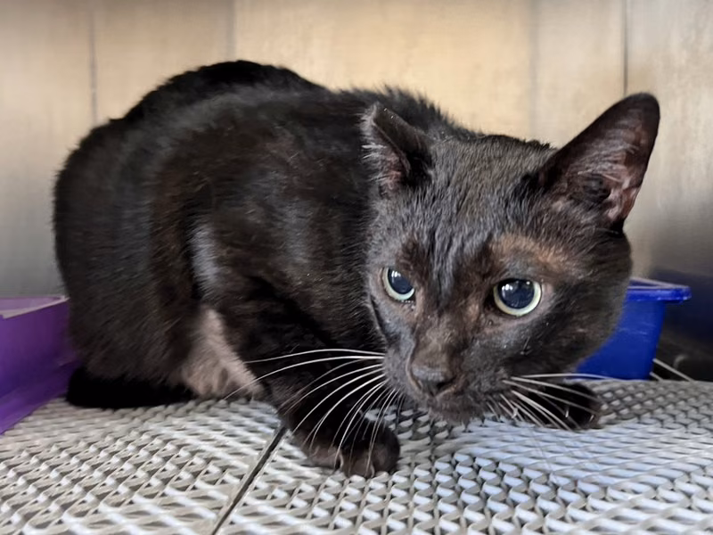 Black adult male mixed-breed cat, Large, shelter no. …4001