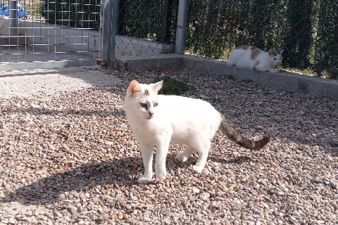 Milba、成犬・成猫 · メス · 中型 · ヨーロピアンショートヘア