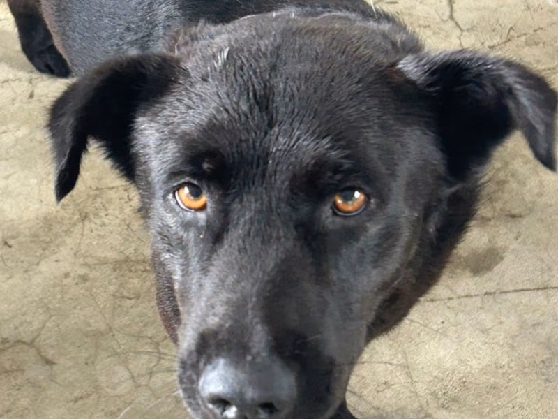 Black adult male mixed-breed dog, Large, shelter no. …9016