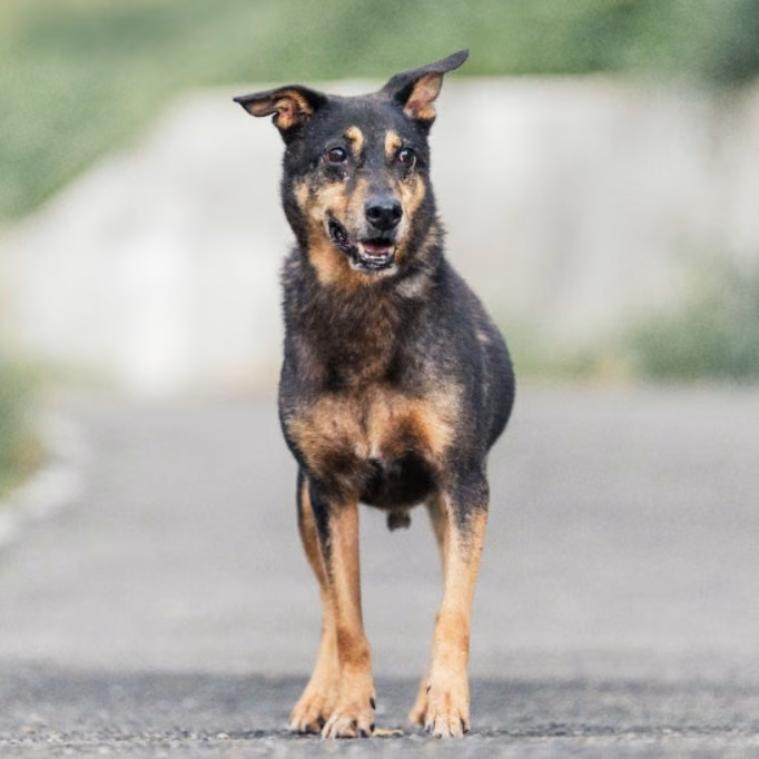 Black-and-tan adult male mixed-breed dog, Medium, shelter no. …0003