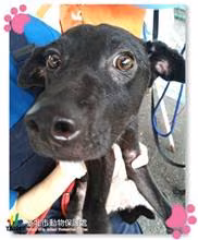 Black young female mixed-breed dog, Small, shelter no. …0703