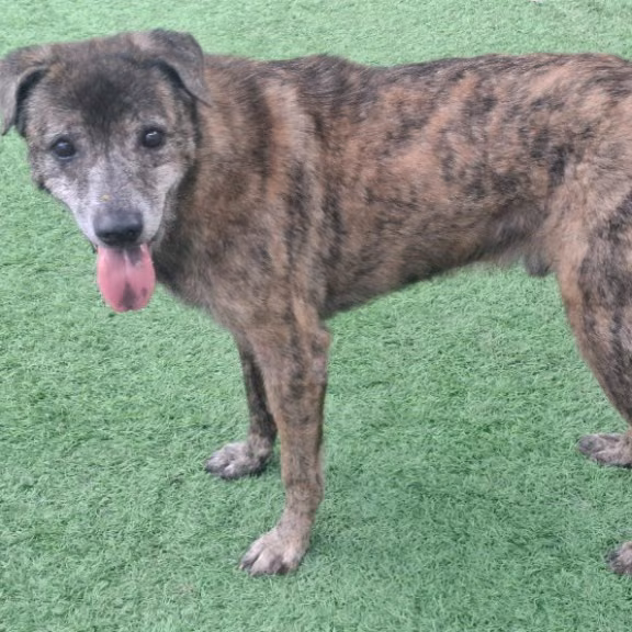 Tabby adult male mixed-breed dog, Medium, shelter no. …2006