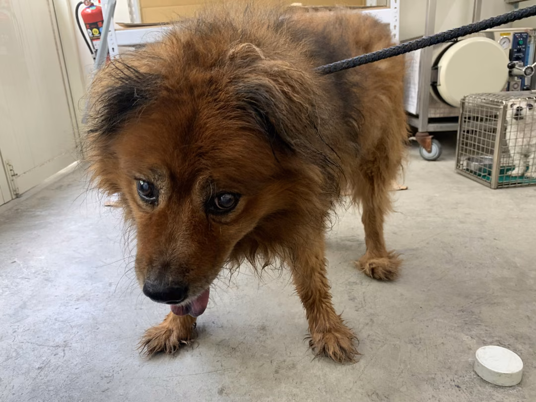 Tan adult male mixed-breed dog, Medium, shelter no. …1105