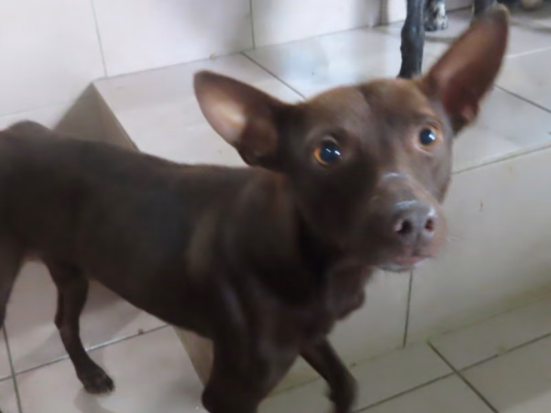 Brown adult male mixed-breed dog, Medium, shelter no. …0-12