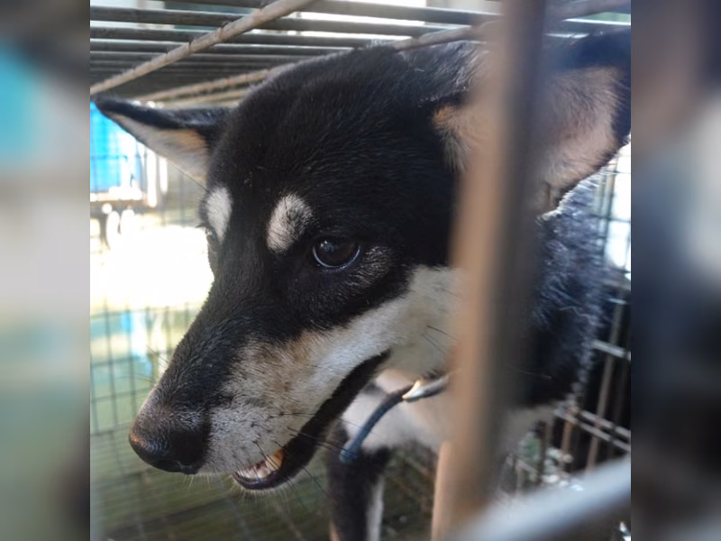 Black-and-white adult female Shiba Inu, Medium, shelter no. …0-06