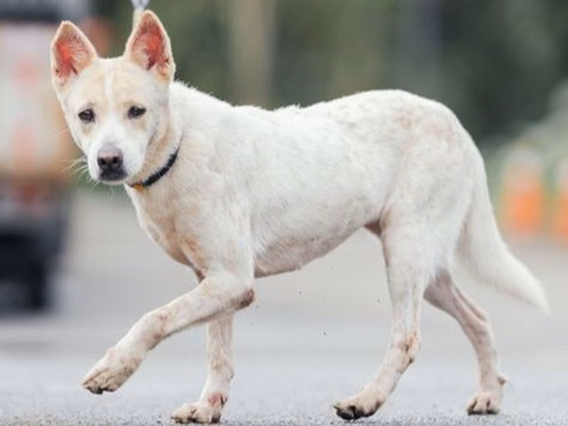 White adult female mixed-breed dog, Medium, shelter no. …0316